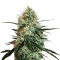 Chronic Thunder (Barney's Farm) Cannabis-Samen