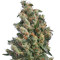 Kushage fem (T.H. Seeds) Cannabis-Samen