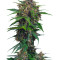 Red Poison Auto (Sweet Seeds) Cannabis-Samen