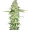 Wonder Woman (Nirvana Seeds) Cannabis-Samen