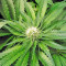 OG Kush (Dinafem Seeds) Cannabis-Samen