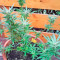 White Russian #1 Auto (Serious Seeds) Cannabis-Samen