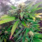 Alpujarrena (Pyramid Seeds) Cannabis-Samen