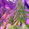 Auto Sweet Soma (00 Seeds) Cannabis-Samen