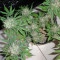C99 (Female Seeds) Cannabis-Samen