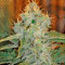 Industrial Plant (Dinafem Seeds) Cannabis-Samen