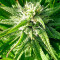 Mandala #1 regular (Mandala Seeds) Cannabis-Samen