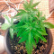 Sugar Mango Ryder Auto (World of Seeds) Cannabis-Samen