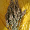 White Bhutanese (Mandala Seeds) Cannabis-Samen