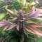 White Widow (Nirvana Seeds) Cannabis-Samen