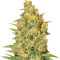 Critical Sensi Star (Delicious Seeds) Cannabis-Samen