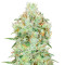 Jägg Kush (Delicious Seeds) Cannabis-Samen