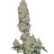 Mohan Ram Auto (Sweet Seeds) Cannabis-Samen