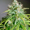 Amnesia Lemon (Barney's Farm) Cannabis-Samen