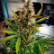 Auto Blackberry Kush feminisierte Samen