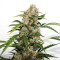 Auto Orange Bud feminisierte Samen (Dutch Passion)