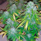 Auto Sweet Soma (00 Seeds) Cannabis-Samen