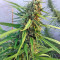 Blue Dream strain