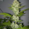 Candy Kush Express (Fast Flowering) (RQS)