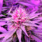 Double Dutch regular (Serious Seeds) Cannabis-Samen