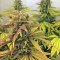 Raspberry Diesel (Humboldt Seeds Organization) Cannabis-Samen