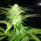Sweet Black Angel (Samsara Seeds) Cannabis-Samen