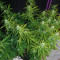 Sugar Black Rose Auto (Delicious Seeds) Cannabis-Samen