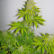 Super Skunk (Vision Seeds) Cannabis-Samen
