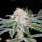 S.A.D. Sweet Afgani Delicious S1 (Sweet Seeds) Cannabis-Samen