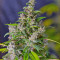 Ice Cool Auto (Sweet Seeds) Cannabis-Samen