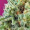 S.A.D. Sweet Afgani Delicious CBD (Sweet Seeds) Cannabis-Samen
