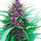 Shaman regular (Dutch Passion) Cannabis-Samen