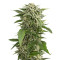 Bubba Kush Autoflowering (Dinafem Seeds) Cannabis-Samen