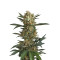 Original Amnesia (Dinafem Seeds) Cannabis-Samen