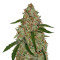 Phantom OG (Barney's Farm) Cannabis-Samen