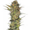 Lithium OG Kush (Nirvana Seeds) Cannabis-Samen