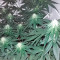 Lithium OG Kush (Nirvana Seeds) Cannabis-Samen