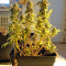Wappa (Paradise Seeds) Cannabis-Samen
