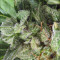 Auto NL (Female Seeds) Cannabis-Samen