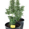 Easy Bud Auto (RQS) Cannabis-Samen
