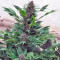 Frisian Duck (Dutch Passion) Cannabis-Samen