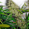 Mandala #1 regular (Mandala Seeds) Cannabis-Samen
