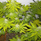 Royal Moby (RQS) Cannabis-Samen