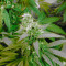Satori regular (Mandala Seeds) Cannabis-Samen