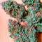 Serious 6 regular (Serious Seeds) Cannabis-Samen