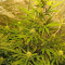 Skunk Auto (Strain Hunters) Cannabis-Samen
