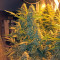 Snow White (Nirvana Seeds) Cannabis-Samen