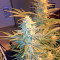 Snow White (Nirvana Seeds) Cannabis-Samen