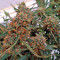 Sugar Mango Ryder Auto (World of Seeds) Cannabis-Samen