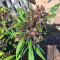 Red Poison Auto (Sweet Seeds) Cannabis-Samen